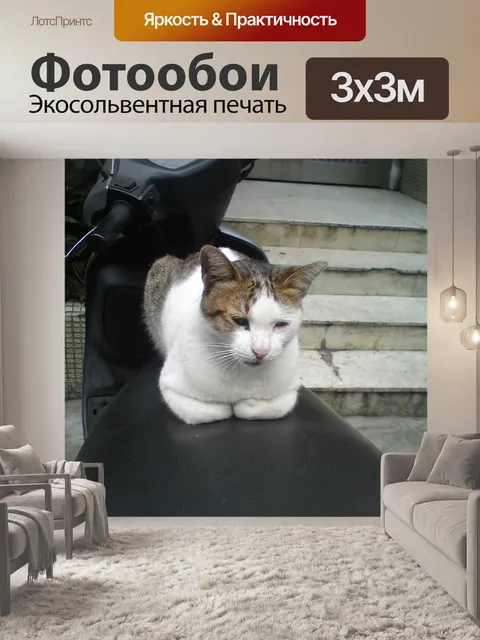Фотообои Кот в городе