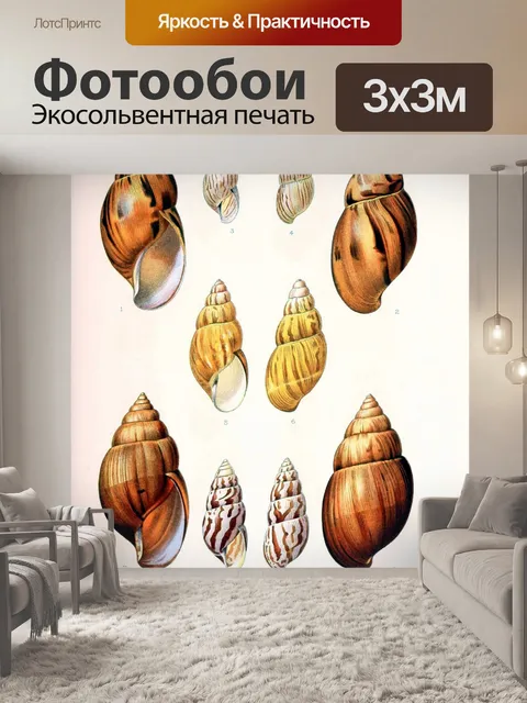 Фотообои Ракушка старинное искусство старый