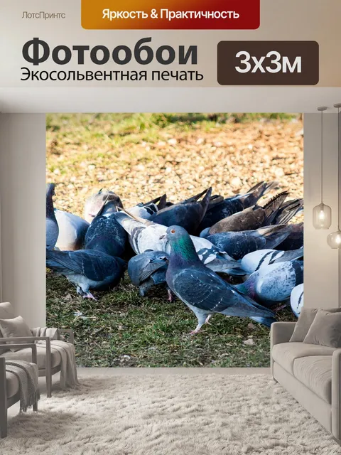 Фотообои Голуби