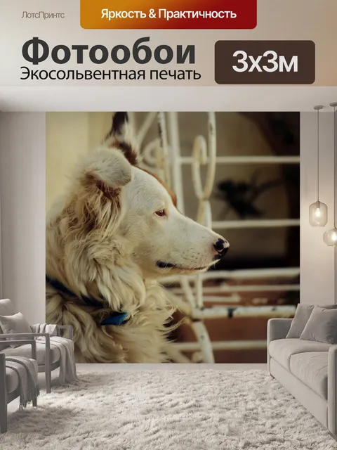 Фотообои Собака