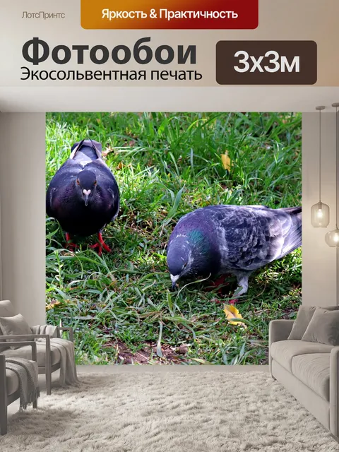 Фотообои Дикие голуби