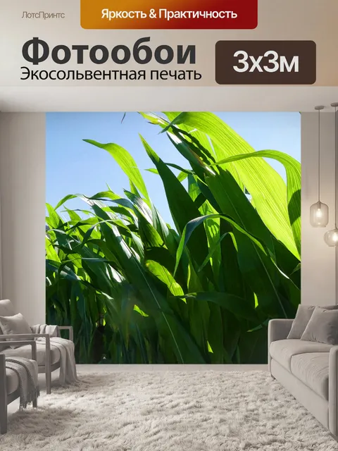 Фотообои Зеленые кукурузные стебли