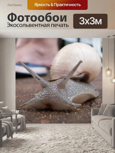 Фотообои Улитка