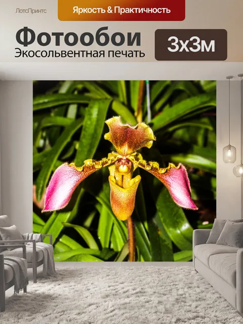 Фотообои Цветок орхидеи