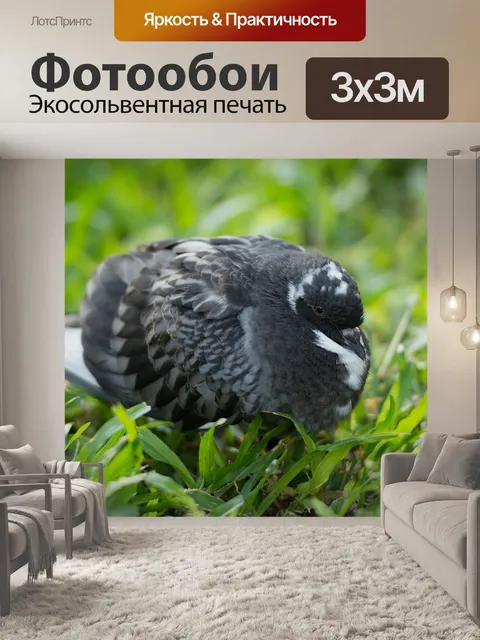 Фотообои Голубь