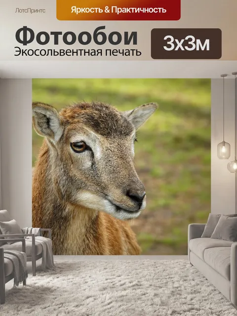 Фотообои Муфлон дикий овец животное козерог