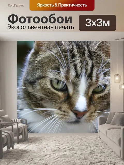 Фотообои Кошки