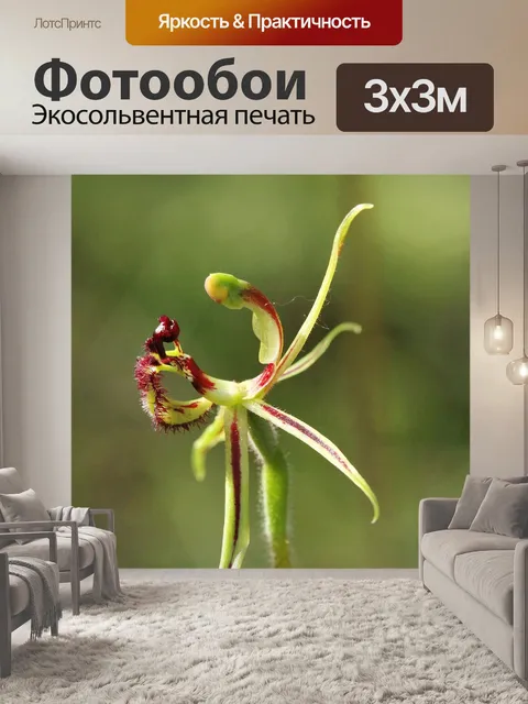 Фотообои Общие дракона