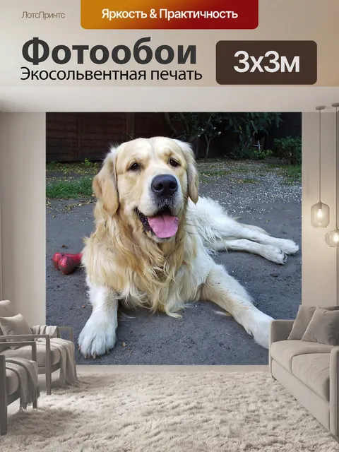 Фотообои Золотой ретривер