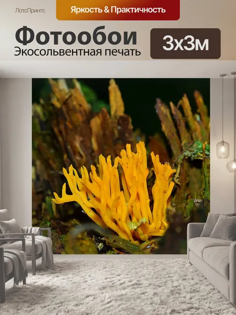 Фотообои Лес