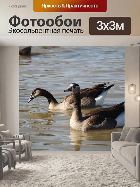 Фотообои Гуси