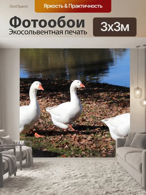 Фотообои Гуси