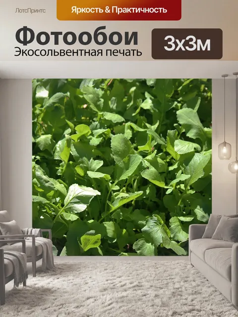 Фотообои зеленые листья редиса