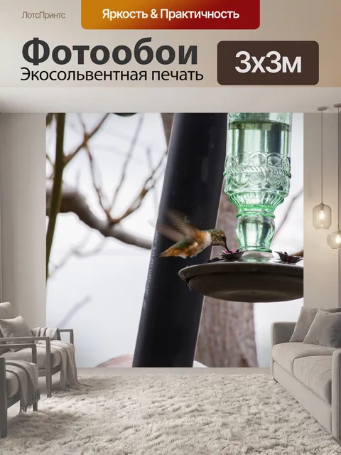 Фотообои Полет Анны Колибри