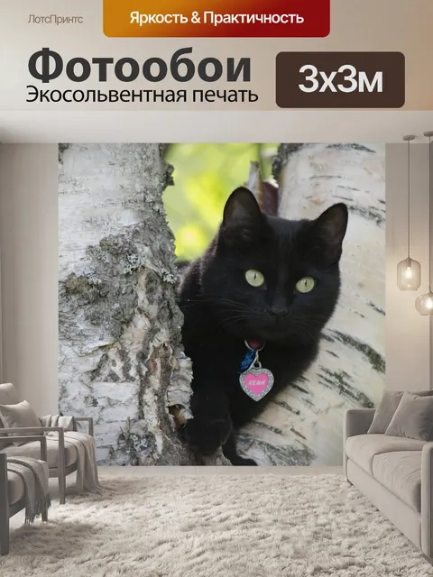 Фотообои Кошка
