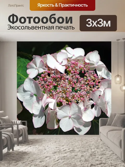 Фотообои Гортензии