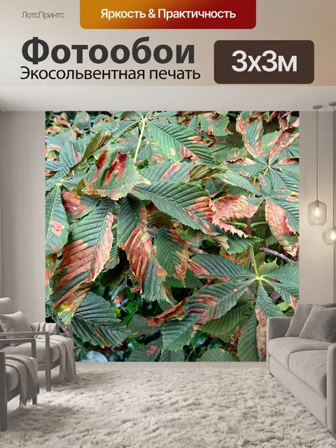 Фотообои Осень Листья Дерева
