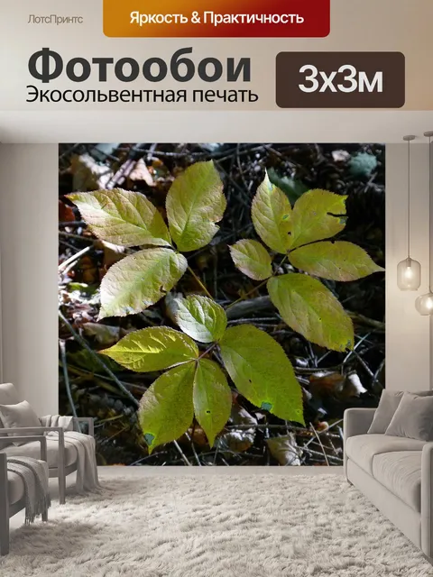 Фотообои Листья