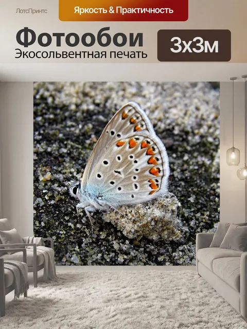 Фотообои Бабочка