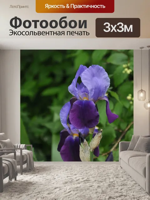 Фотообои Ирисы