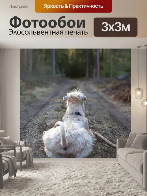 Фотообои Собака