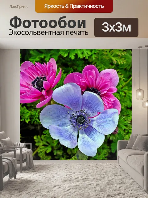 Фотообои Анемоны
