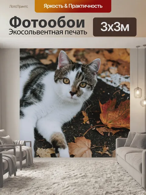 Фотообои Кот
