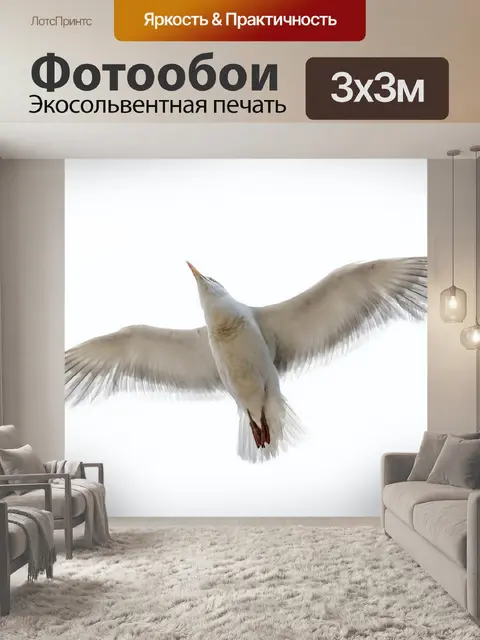 Фотообои Чайка