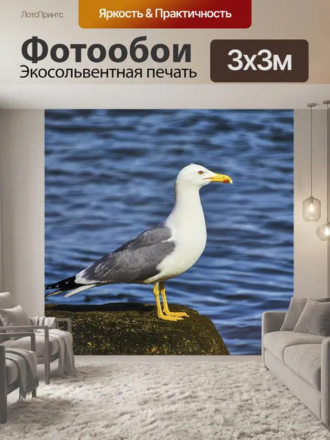 Фотообои Чайка