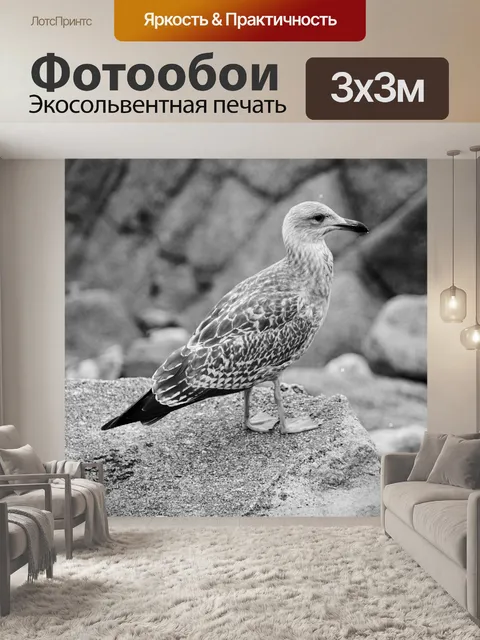 Фотообои Взгляд молодой чайки