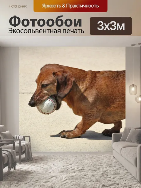 Фотообои Такса собака с бейсболом
