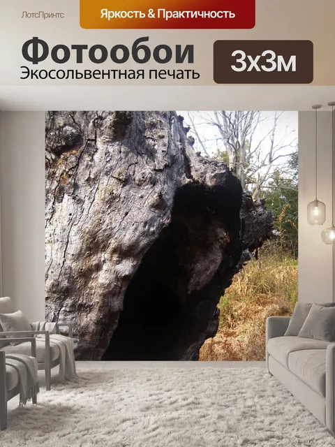 Фотообои дупло в остатке старого мертвого дерева