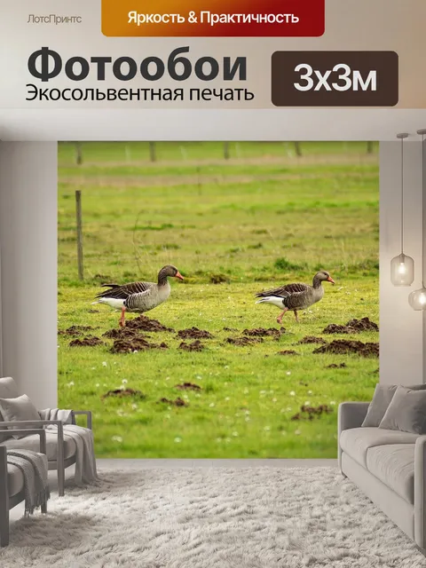 Фотообои Гуси