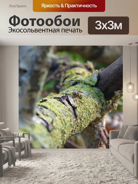 Фотообои Лес