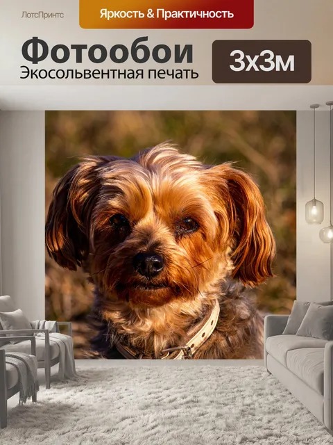 Фотообои Собака