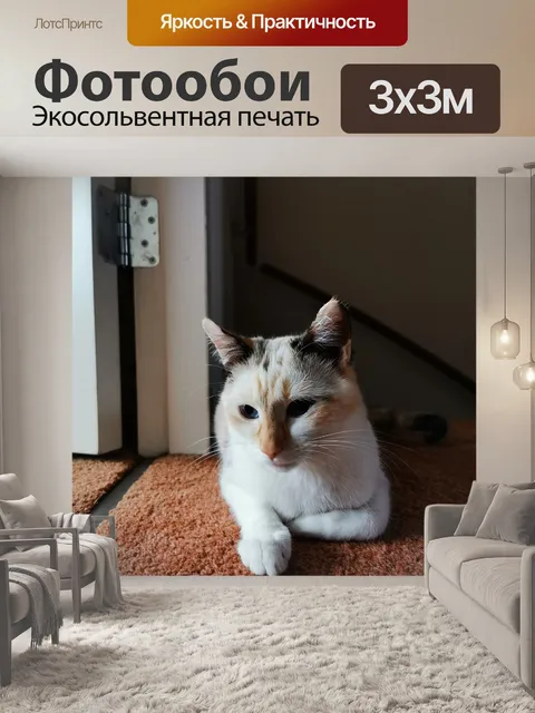 Фотообои Кошка