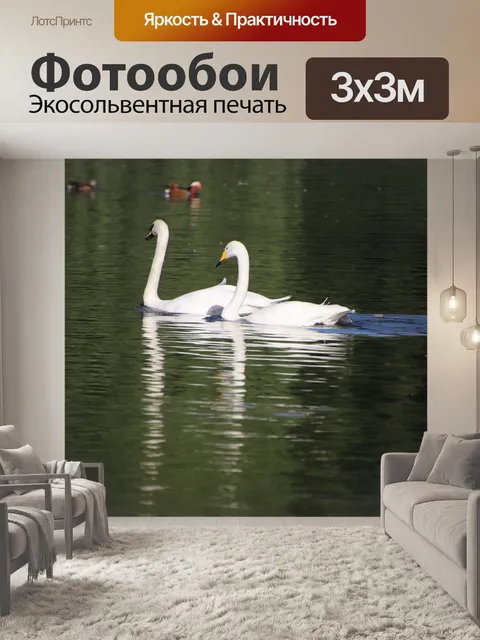 Фотообои Лебедь