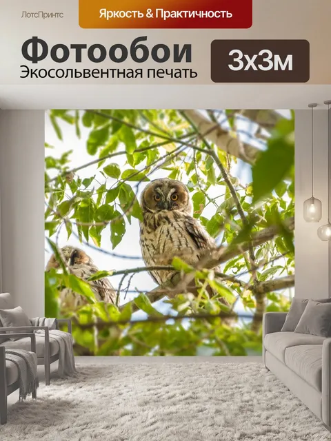 Фотообои Сова