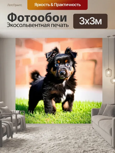 Фотообои черный шпиц puppy, маленький, пушистый, с большими глазами, уши стоят, на зеленой траве, размытый фон…
