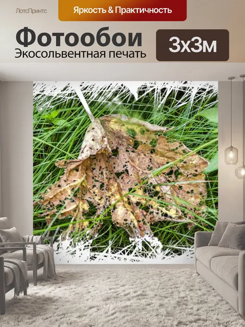 Фотообои Разлагающийся лист