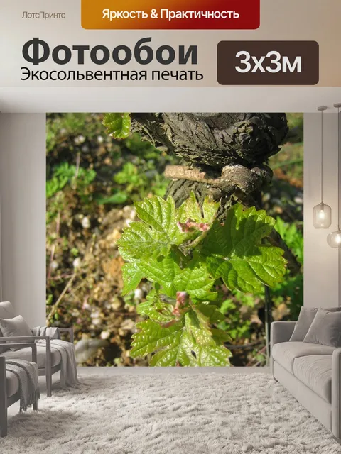 Фотообои Лозы