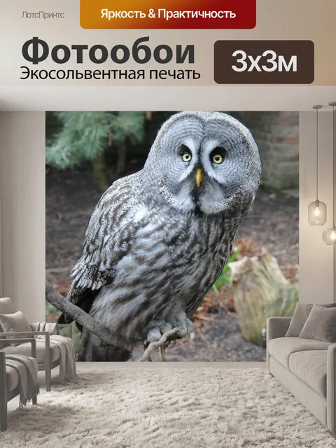Фотообои Сова