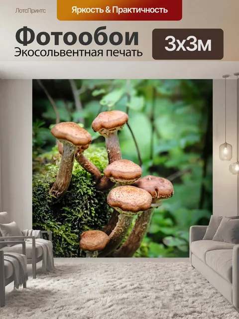 Фотообои Гриб