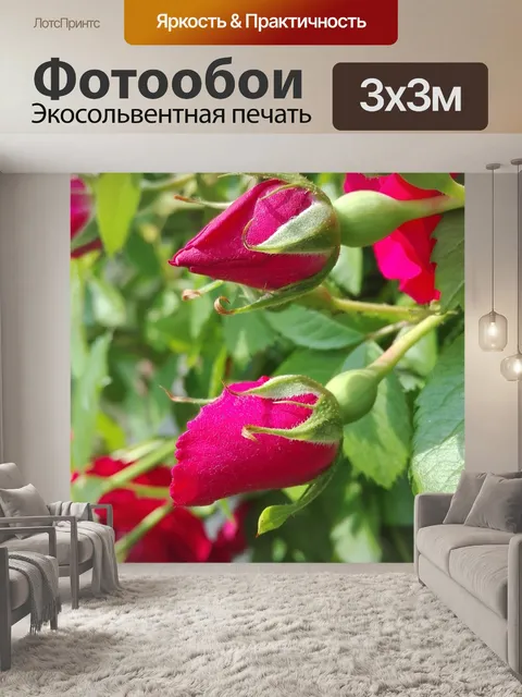 Фотообои Розы