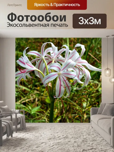 Фотообои Лилии