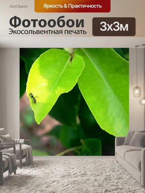 Фотообои листья лимона с муравья