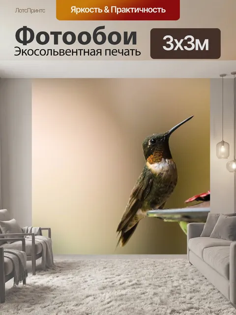 Фотообои Колибри