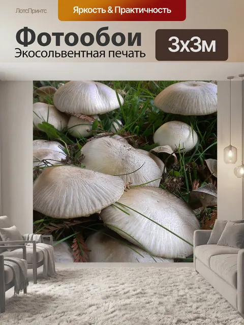 Фотообои Грибы