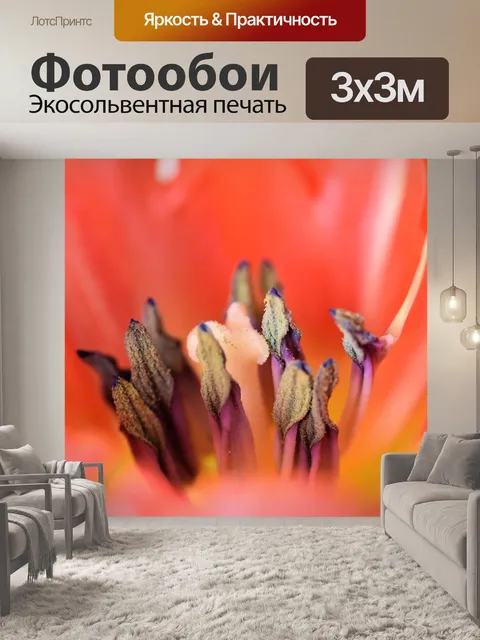 Фотообои Тюльпан