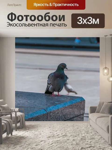 Фотообои Голубь